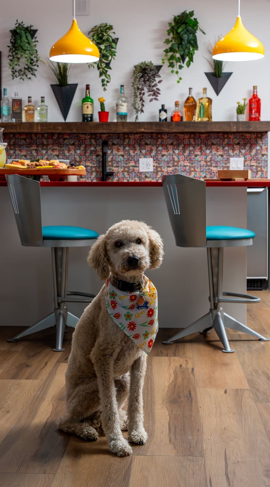 Doodle in a floral bandana seated in front of teal swivel stools at a red quartz home bar
